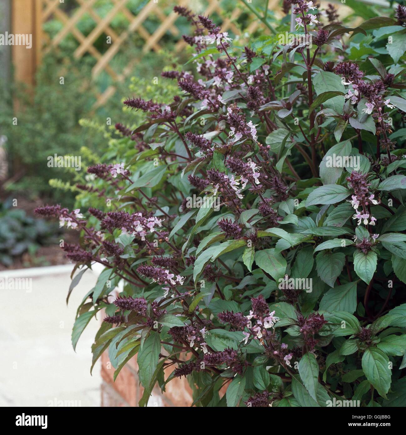 Basil - (Ocimum basilicum `Cinnamon')   HER109058 Stock Photo